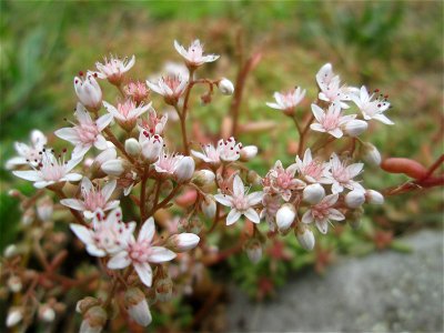 Weiße Fetthenne (Sedum album) im Landschaftschutzgebiet „Halberg“ bei Brebach