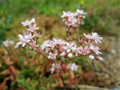 Weiße Fetthenne (Sedum album) im Landschaftschutzgebiet „Halberg“ bei Brebach