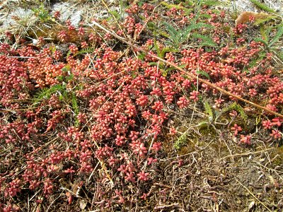 Weiße Fetthenne (Sedum album) an der A620 in Alt-Saarbrücken