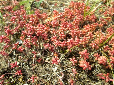 Weiße Fetthenne (Sedum album) an der A620 in Alt-Saarbrücken