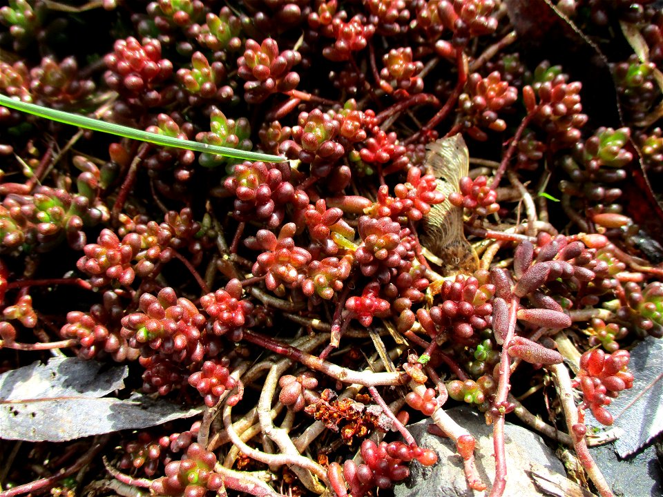 Weiße Fetthenne (Sedum album) nahe der Mündung des Saarbach in Güdingen