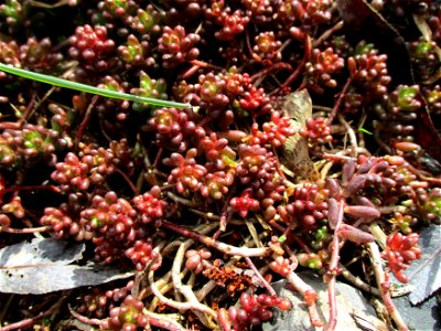 Weiße Fetthenne (Sedum album) nahe der Mündung des Saarbach in Güdingen