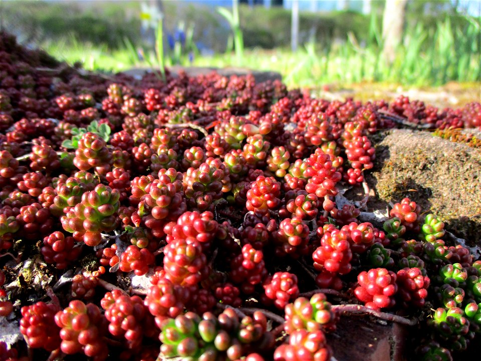 Weiße Fetthenne (Sedum album) im Bürgerpark Saarbrücken