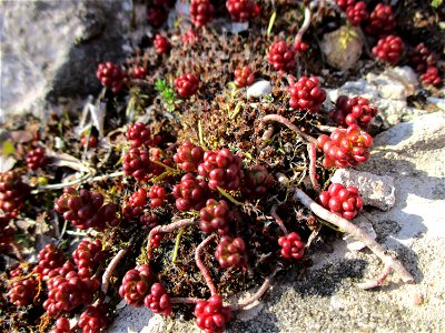 Weiße Fetthenne (Sedum album) im Bürgerpark Saarbrücken
