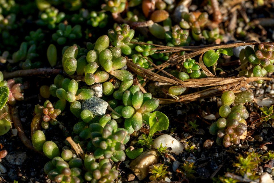 white stonecrop (Sedum album)