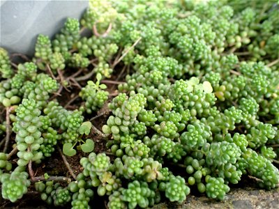 white stonecrop (Sedum album)