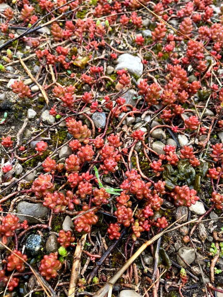 white stonecrop (Sedum album)