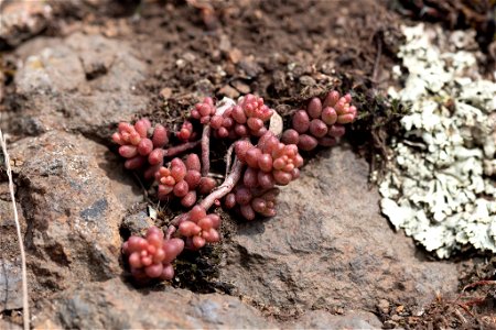 white stonecrop (Sedum album)