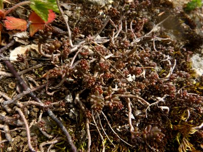 white stonecrop (Sedum album)