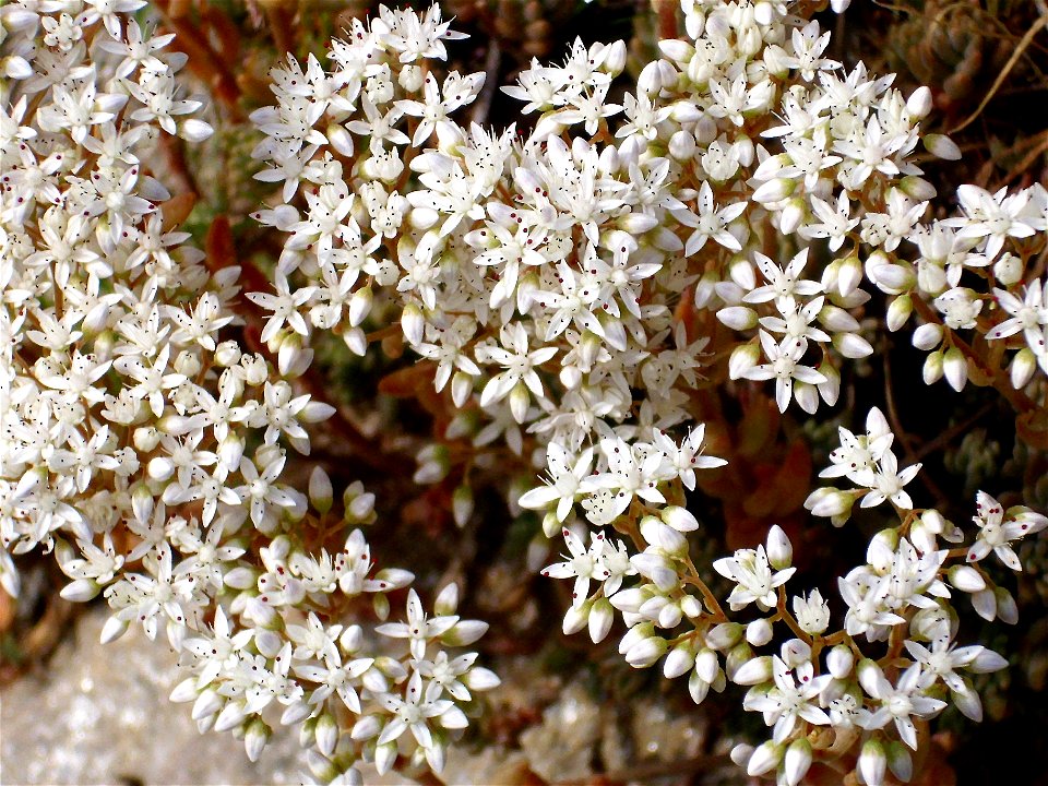 Sedum album flowers close up, Sierra Nevada, Spain