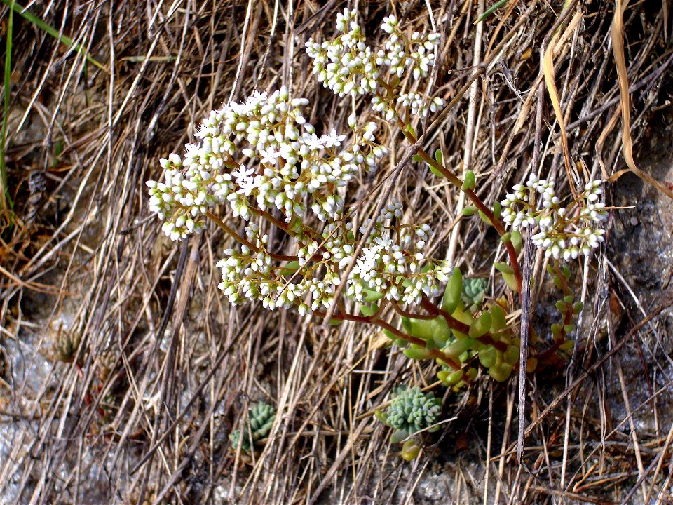 Sedum album habit, Sierra Nevada, Spain