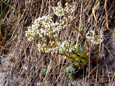 Sedum album habit, Sierra Nevada, Spain