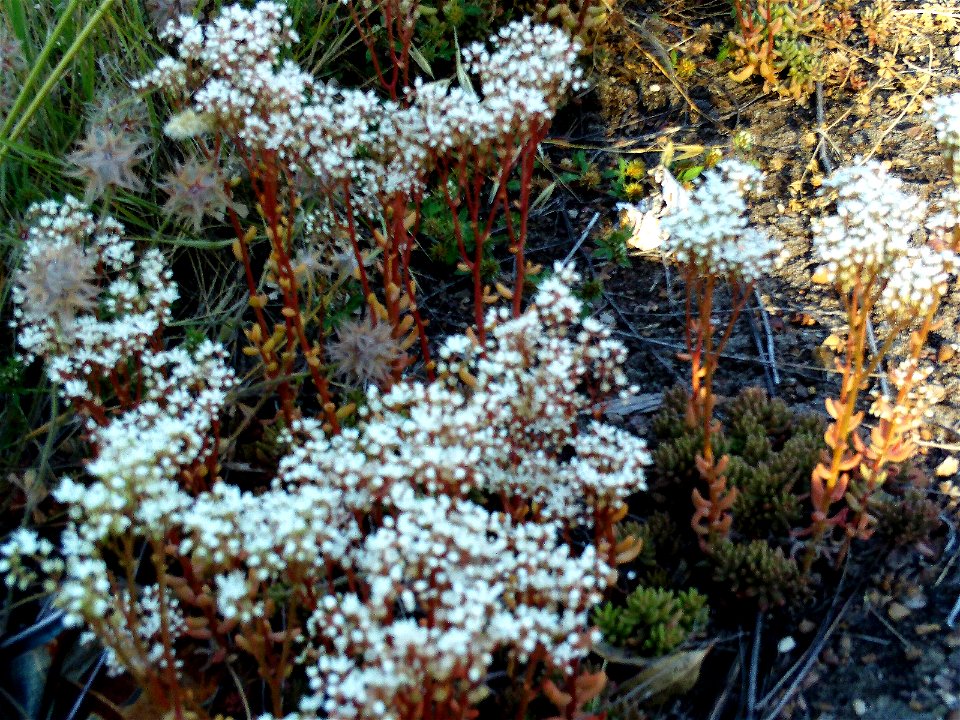 Sedum album Habitus Dehesa Boyal de Puertollano, Spain