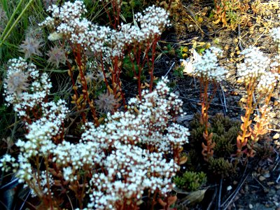 Sedum album Habitus Dehesa Boyal de Puertollano, Spain