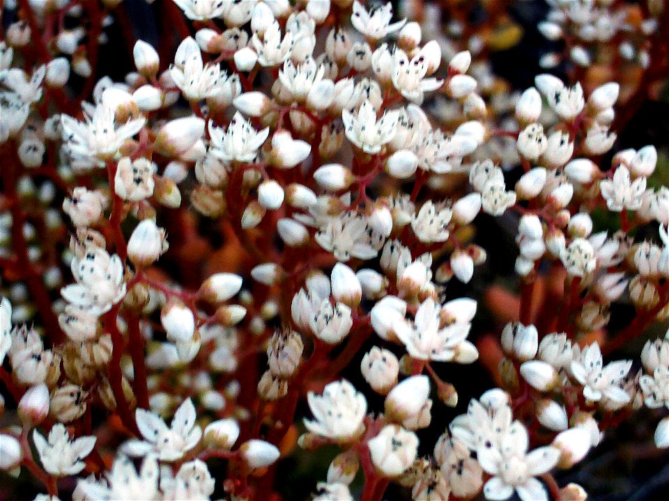 Sedum album Flowers close up  Dehesa Boyal de Puertollano, Spain