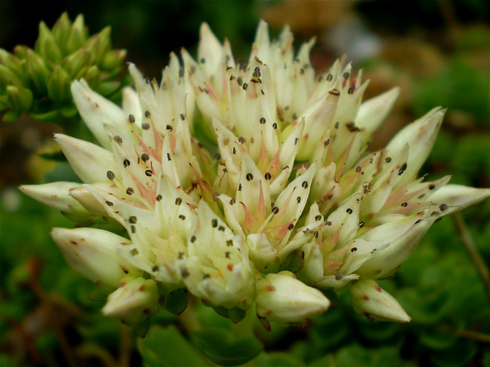 Sedum spurium album superbum . vetkruid .