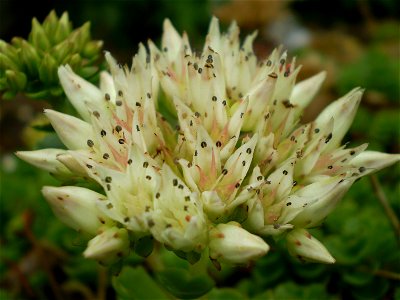 Sedum spurium album superbum . vetkruid .