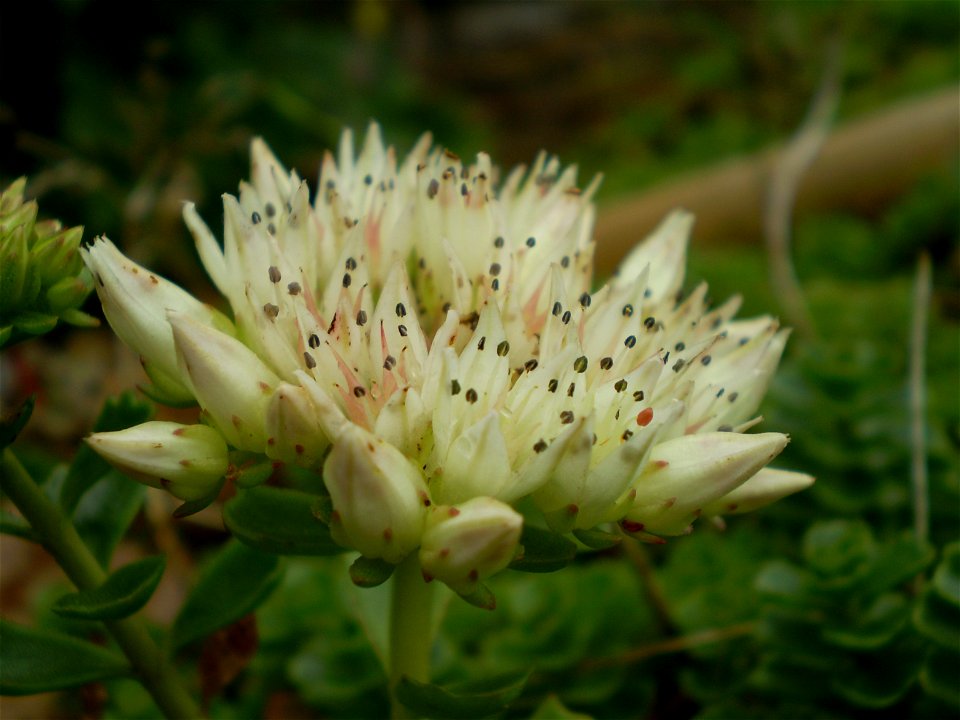 Sedum spurium album superbum . vetkruid .