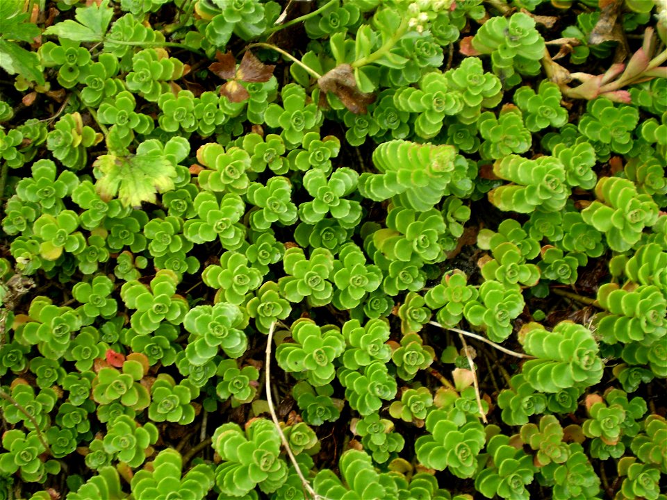Sedum spurium album superbum . vetkruid .