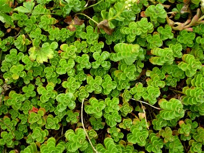 Sedum spurium album superbum . vetkruid .