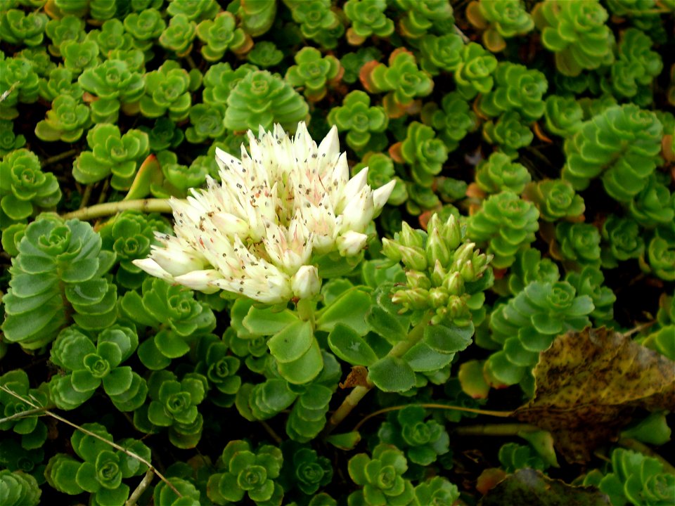 Sedum spurium album superbum . vetkruid .