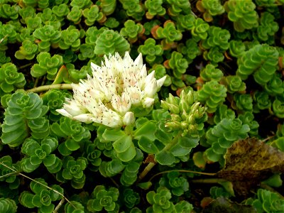 Sedum spurium album superbum . vetkruid .