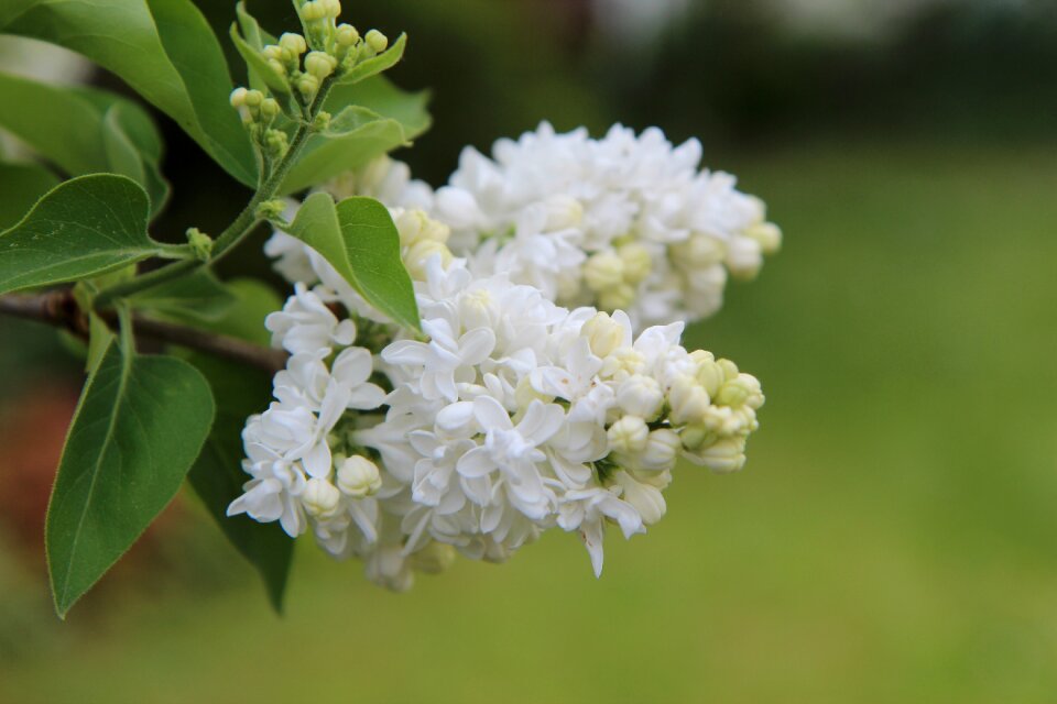 Lilac white double flowering spring-flowering