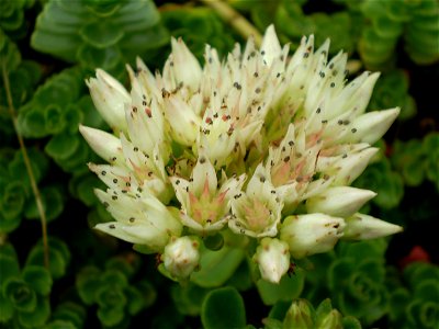 Sedum spurium album superbum . vetkruid .