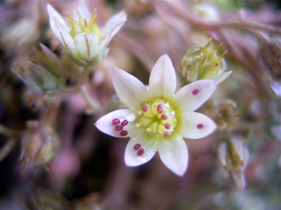 Deze foto toont een bloem van het wit vetkruid.

This photo shows a flower of sedum album