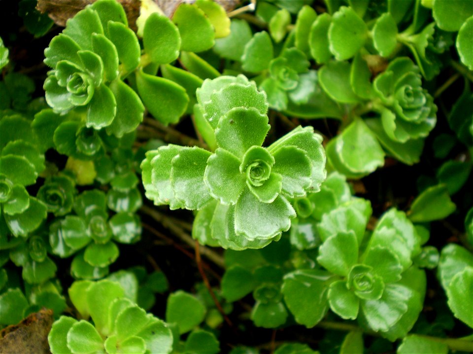 Sedum spurium album superbum . vetkruid .
