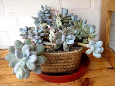Pachyphytum oviferum. Pot width : circa 18 cm.