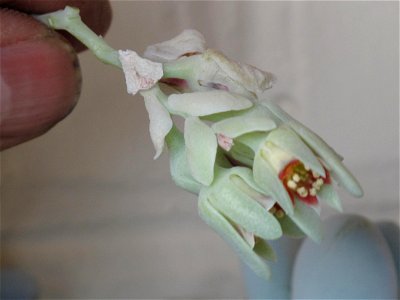 Pachyphytum oviferum. Pot width : circa 18 cm.
