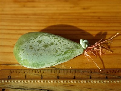 Pachyphytum oviferum offspring fallen from the mother plant.