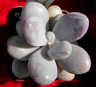 Pachyphytum oviferum at the San Diego Home & Garden Show, California, USA. Identified by exhibitor's sign.