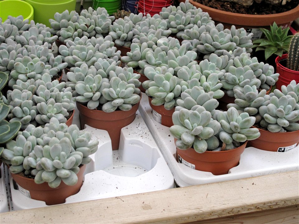 Pachyphytums oviferum in a garden center in France.
