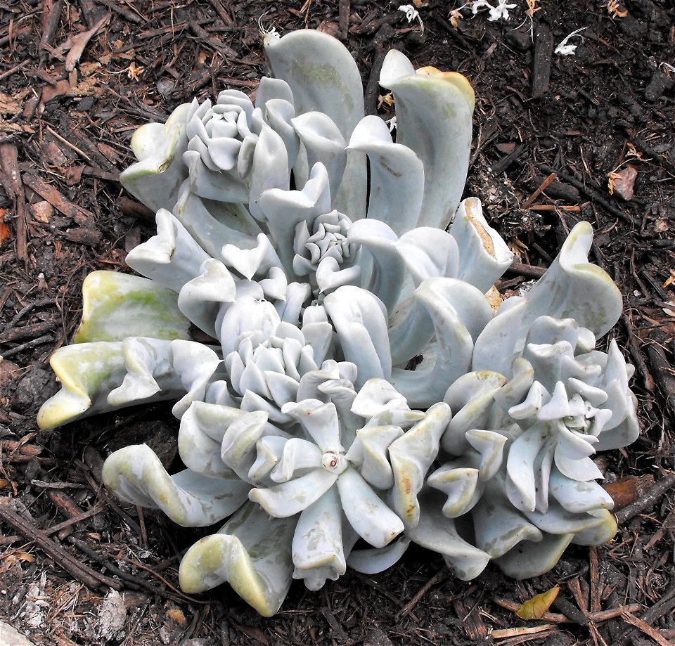 Echeveria runyonii 'Topsy Turvy' on display at the San Diego County Fair, California, USA. Identified by exhibitor's sign.