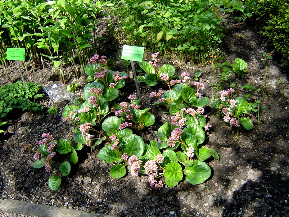 bergenia ciliata in "Wrocławskie ogrody botaniczne"