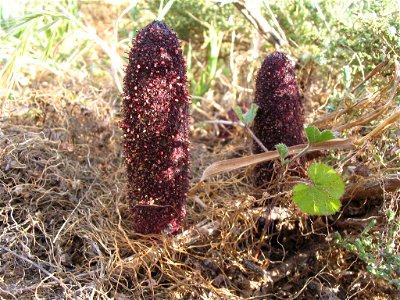 Cynomorium coccineum