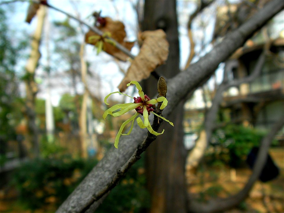 マンサク[満作,金縷梅][Hamamelis japonica]-花