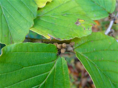 マンサク[満作,金縷梅][Hamamelis japonica]-花芽&葉芽