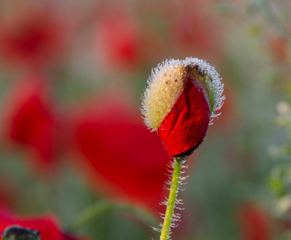 Morning red soft