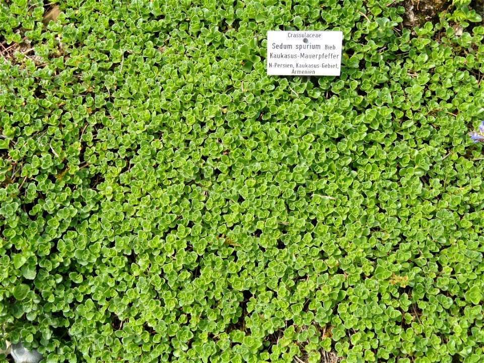 Sedum spurium (now Phedimus spurius) specimen in the Botanischer Garten München-Nymphenburg, Munich, Germany.