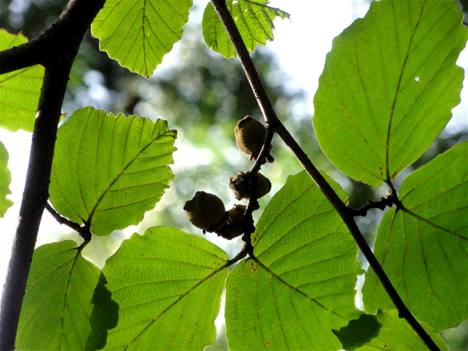 マンサク[満作、金縷梅][Hamamelis japonica]-実