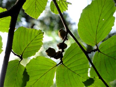 マンサク[満作、金縷梅][Hamamelis japonica]-実