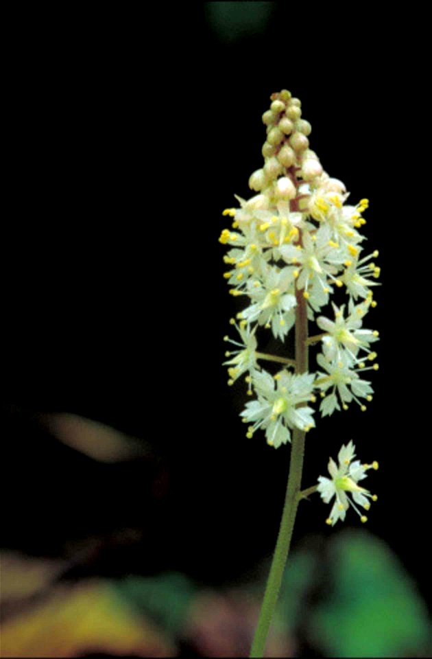 Image title: Foam flower tiarella cordifolia
Image from Public domain images website, http://www.public-domain-image.com/full-image/flora-plants-public-domain-images-pictures/flowers-public-domain-ima