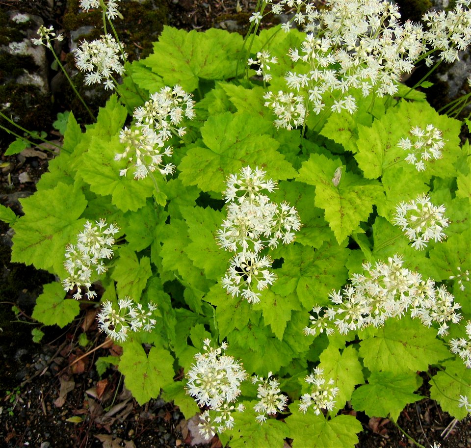 Tiarella cordifolia  - Photo by Salvor taken in Grasagarður Reykjavíkur the botanical garden in Reykjavik.