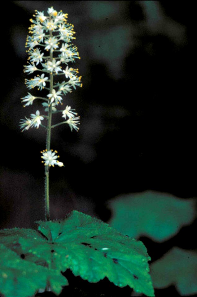 Image title: Tiarella cordifolia flower
Image from Public domain images website, http://www.public-domain-image.com/full-image/flora-plants-public-domain-images-pictures/flowers-public-domain-images-p