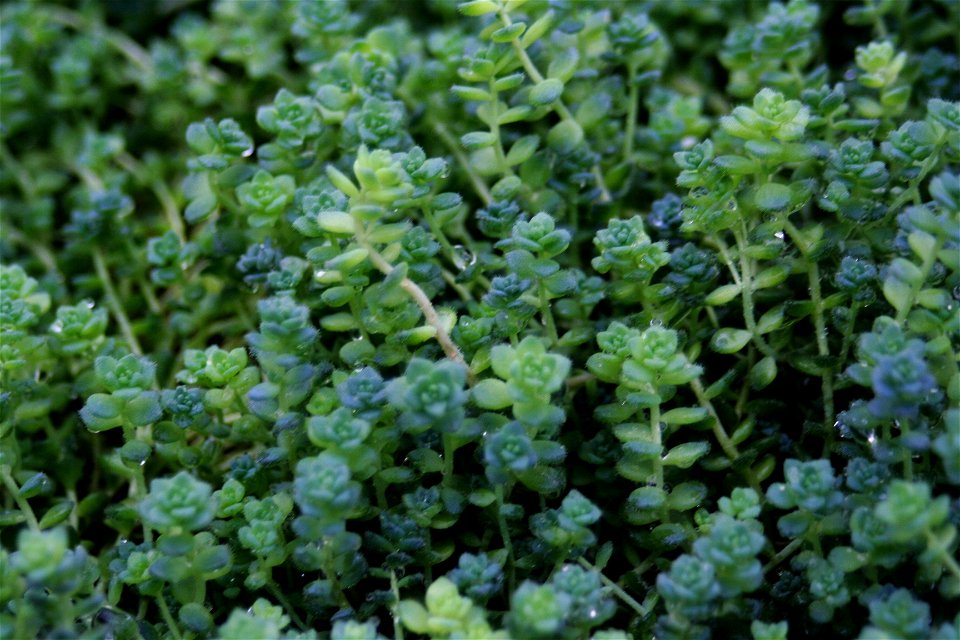 Sedum dasyphyllum at the Buffalo and Erie County Botanical Gardens.