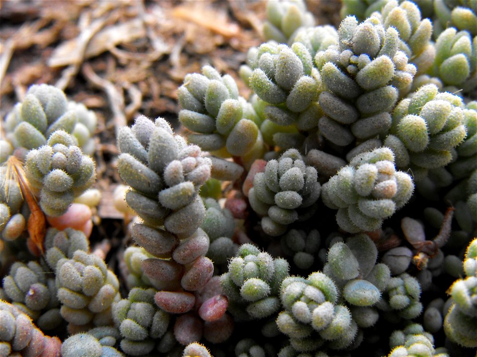 Sedum dasyphyllum at the Huntington Library & Botanical Gardens in San Marino, California, USA. Identified by sign.
