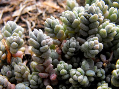 Sedum dasyphyllum at the Huntington Library & Botanical Gardens in San Marino, California, USA. Identified by sign.